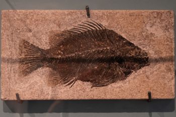 Media type: image;   Vertebrate Paleontology VPF-6320 Description: Photograph of the skeleton in right lateral view of MCZ VPF-6320. On exhibit in the HMNH Romer Hall.;  Aspect: lateral